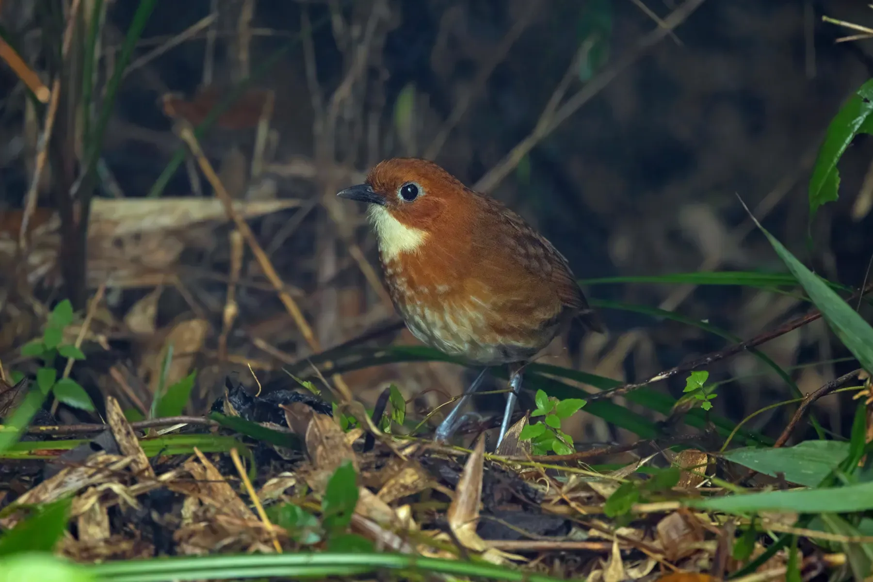 File:Grallaria erythroleuca - Thibaud Aronson - 455769606.jpeg