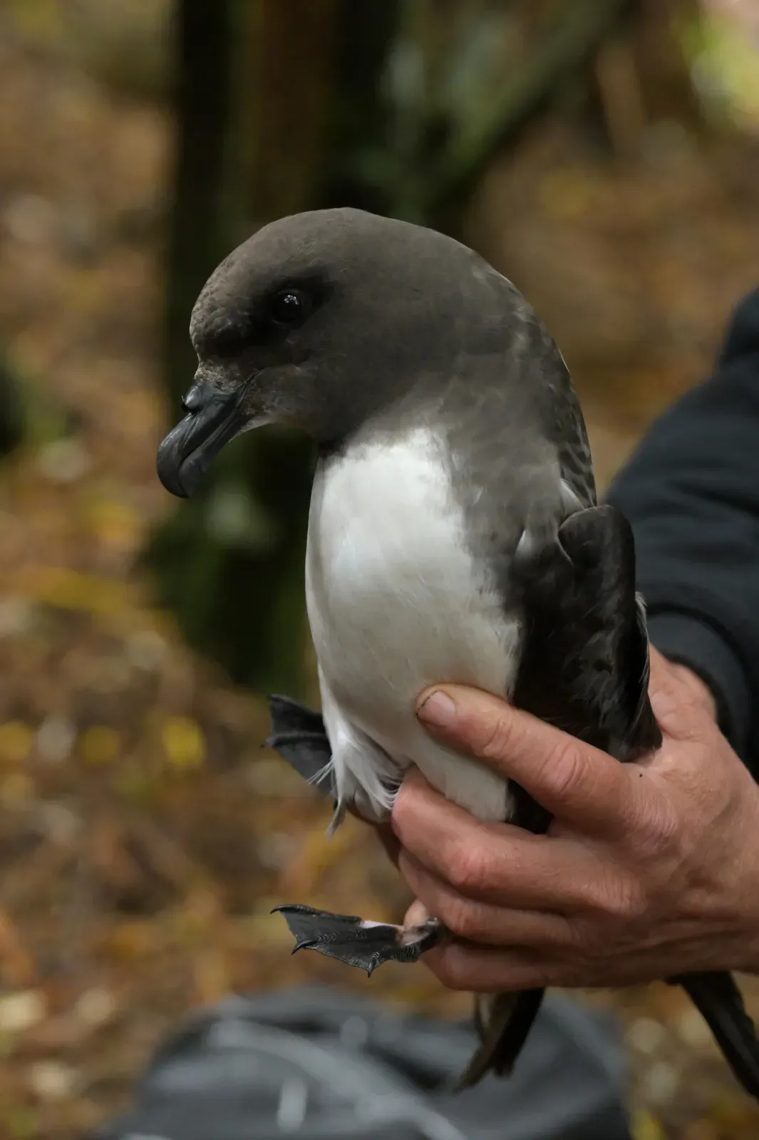 File:Pterodroma magentae in New Zealand.jpg