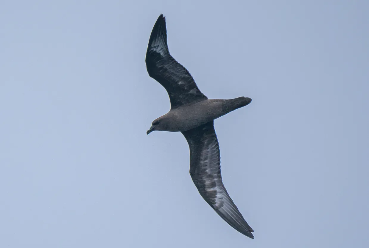 File:Pterodroma arminjoniana 397306717.jpg