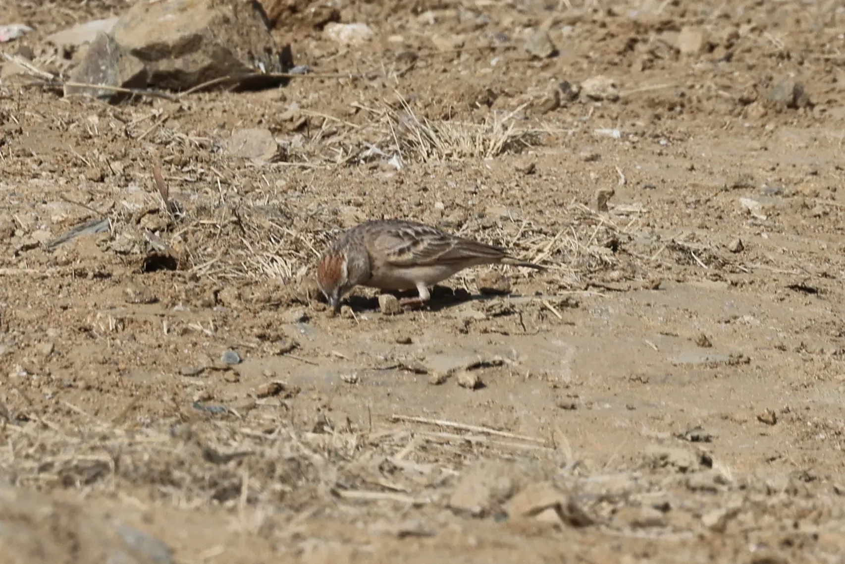 File:Calandrella eremica - Jacky Judas - 478147484.jpeg