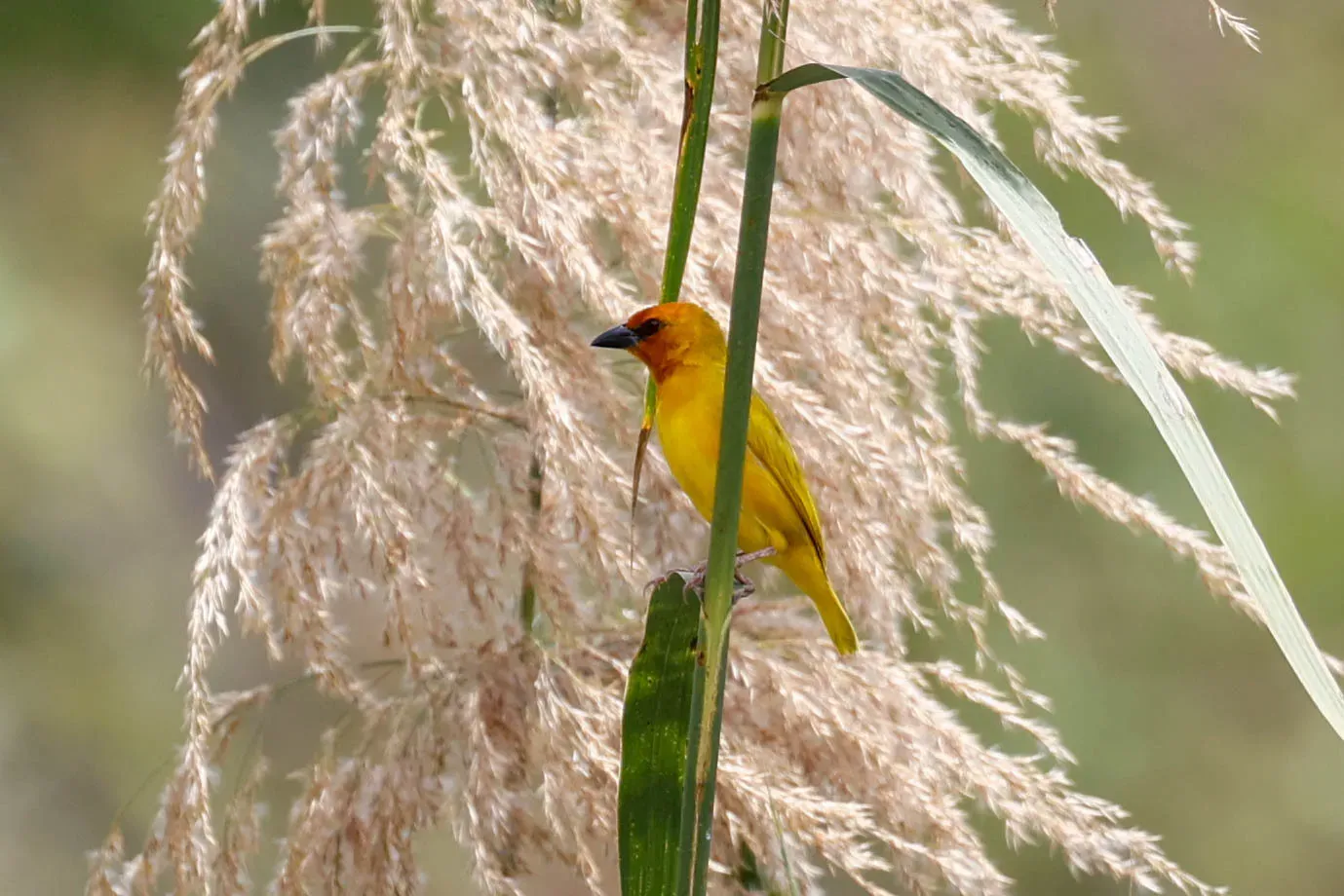 File:Ploceus holoxanthus - Tom Field - 477075705.jpeg