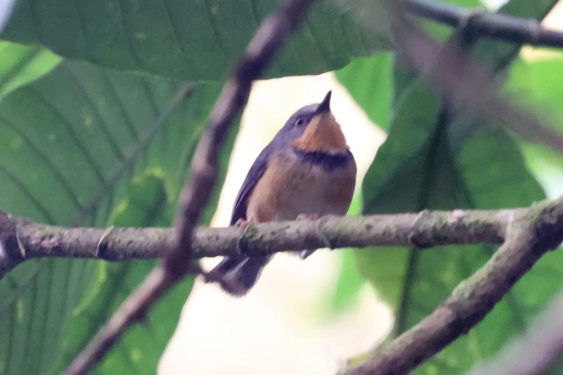 File:Oreolais ruwenzorii - Tommy Andriollo - 447744703.jpeg