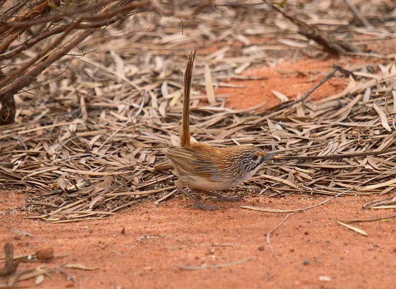 File:Amytornis oweni - Gavin Goodyear - 154781969.jpeg