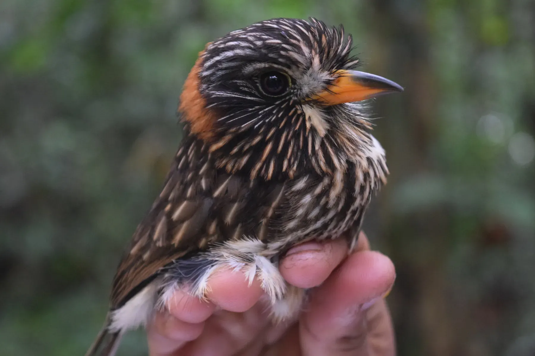 File:Malacoptila semicincta - Ben Hayden - 26769260.jpeg