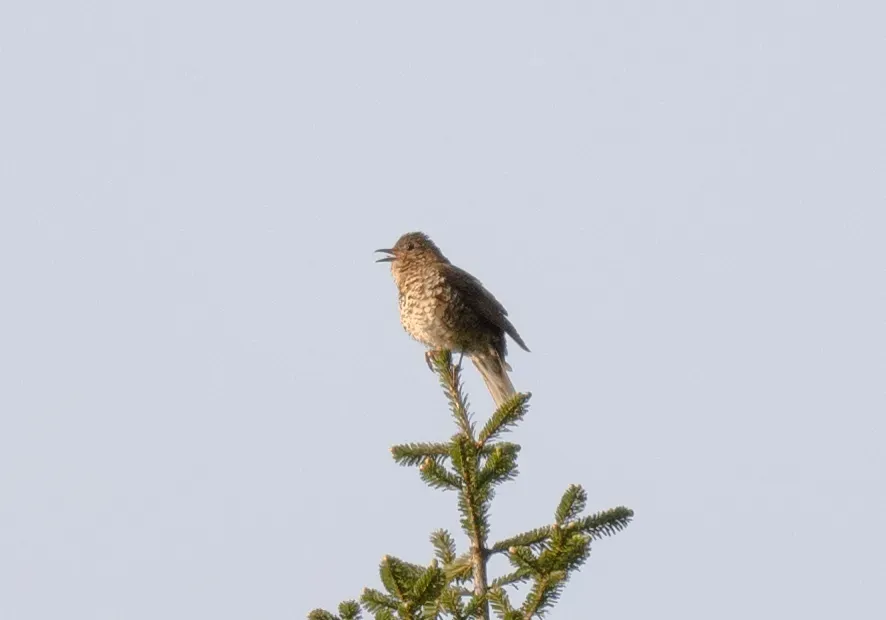 File:Zoothera griseiceps - Wang.QG - 391110434.jpeg