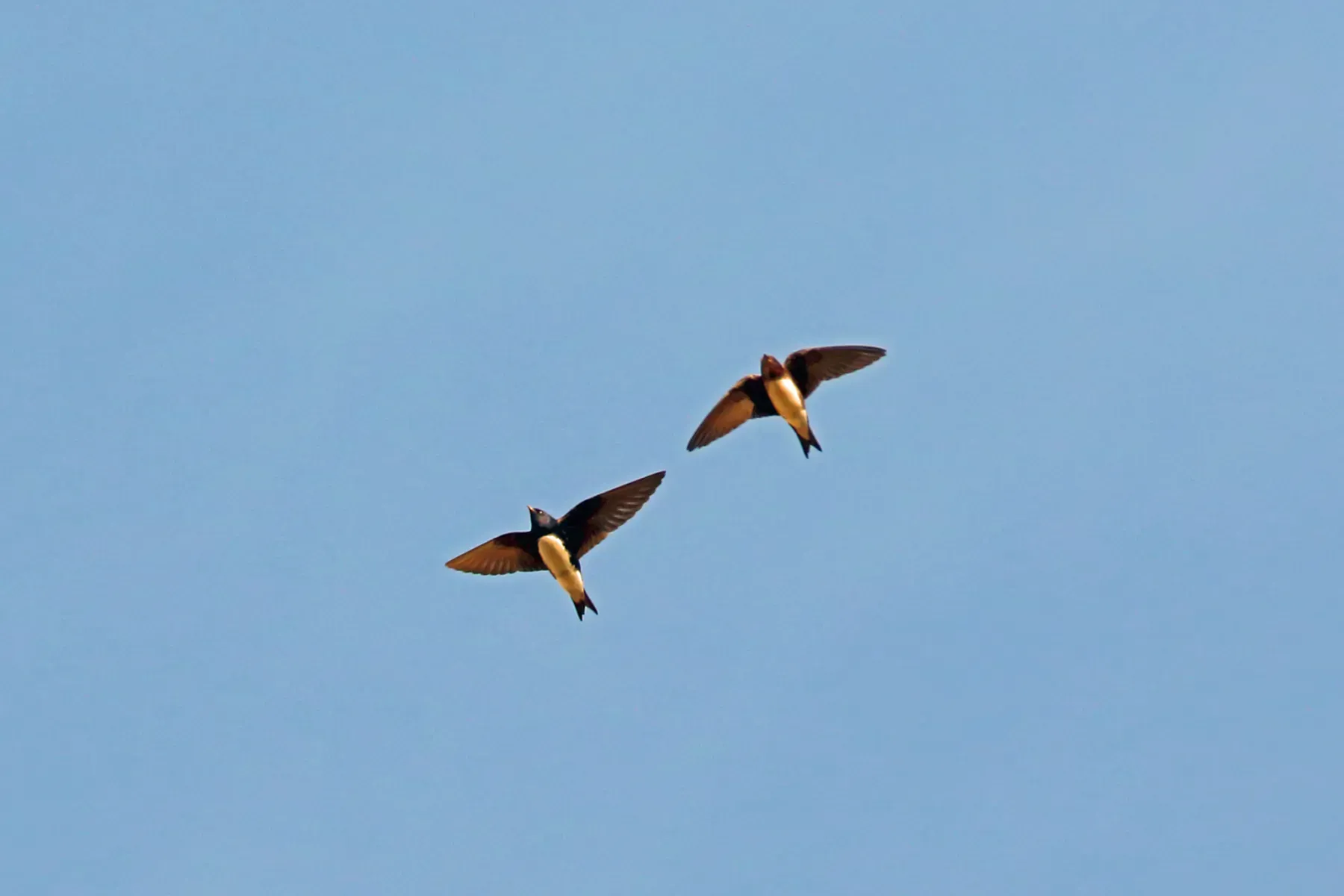 File:Progne sinaloae - Nigel Voaden - 2360317.jpeg