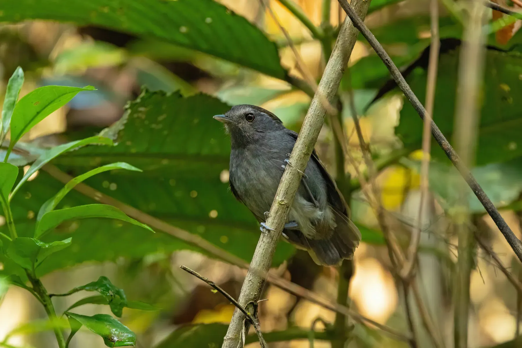File:Conopophaga ardesiaca ardesiaca - Thibaud Aronson - 446926866.jpeg