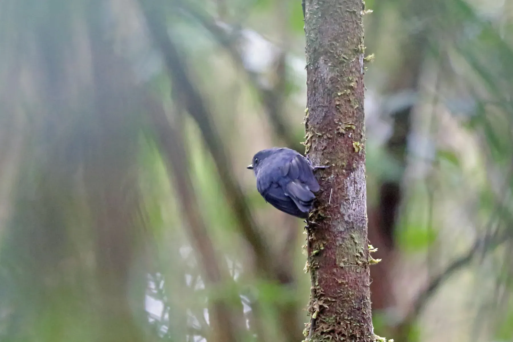 File:Melanodryas cryptoleuca - Nigel Voaden - 3287391.jpeg