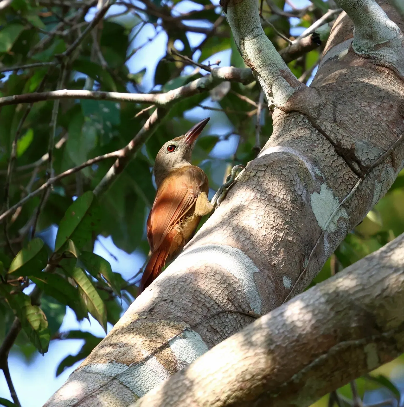 File:Hylexetastes uniformis - Miguel - 584297321.jpeg