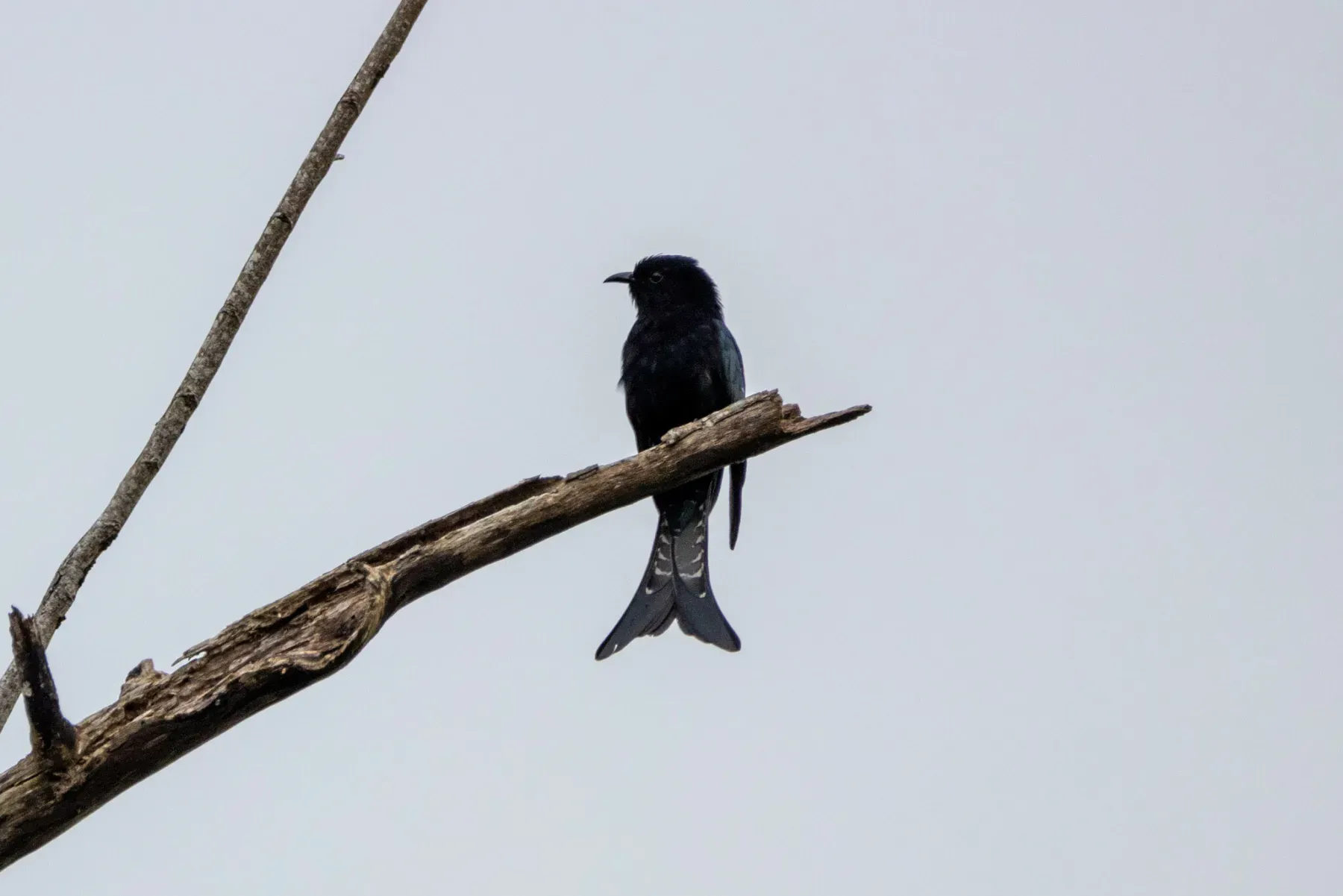 File:Surniculus musschenbroeki - Jesse Long - 380476216.jpeg