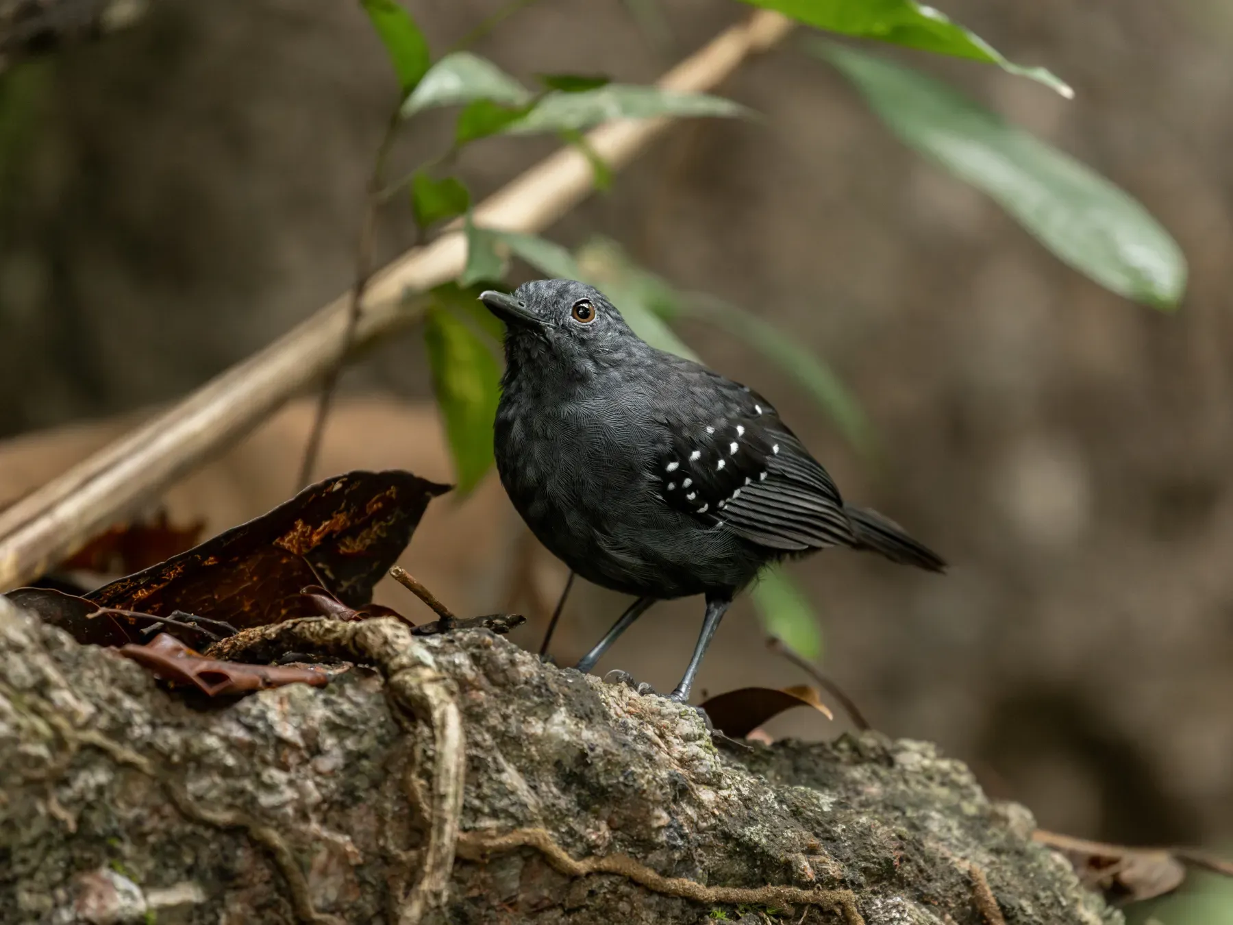File:Myrmelastes caurensis Caura Antbird (male); Mucajai, Roraima, Brazil.jpg