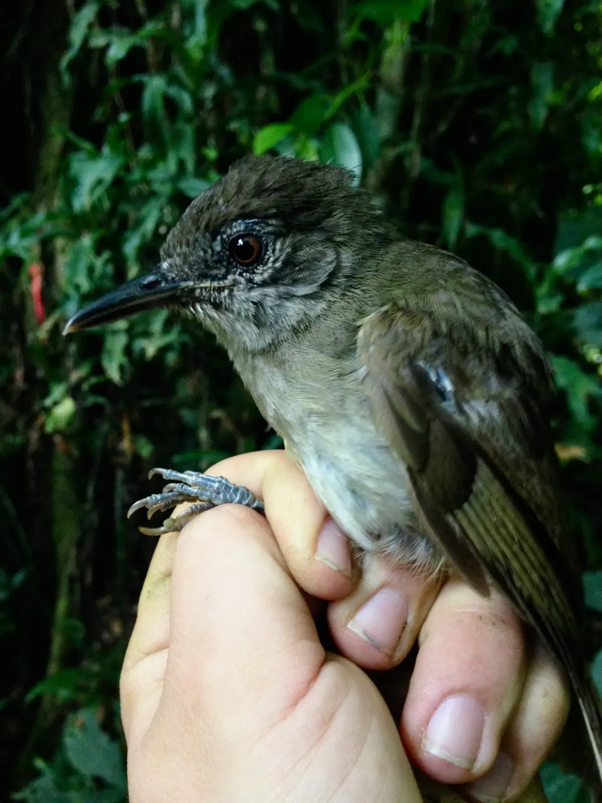 File:Phyllastrephus poensis - Oscar Johnson - 100046638.jpeg