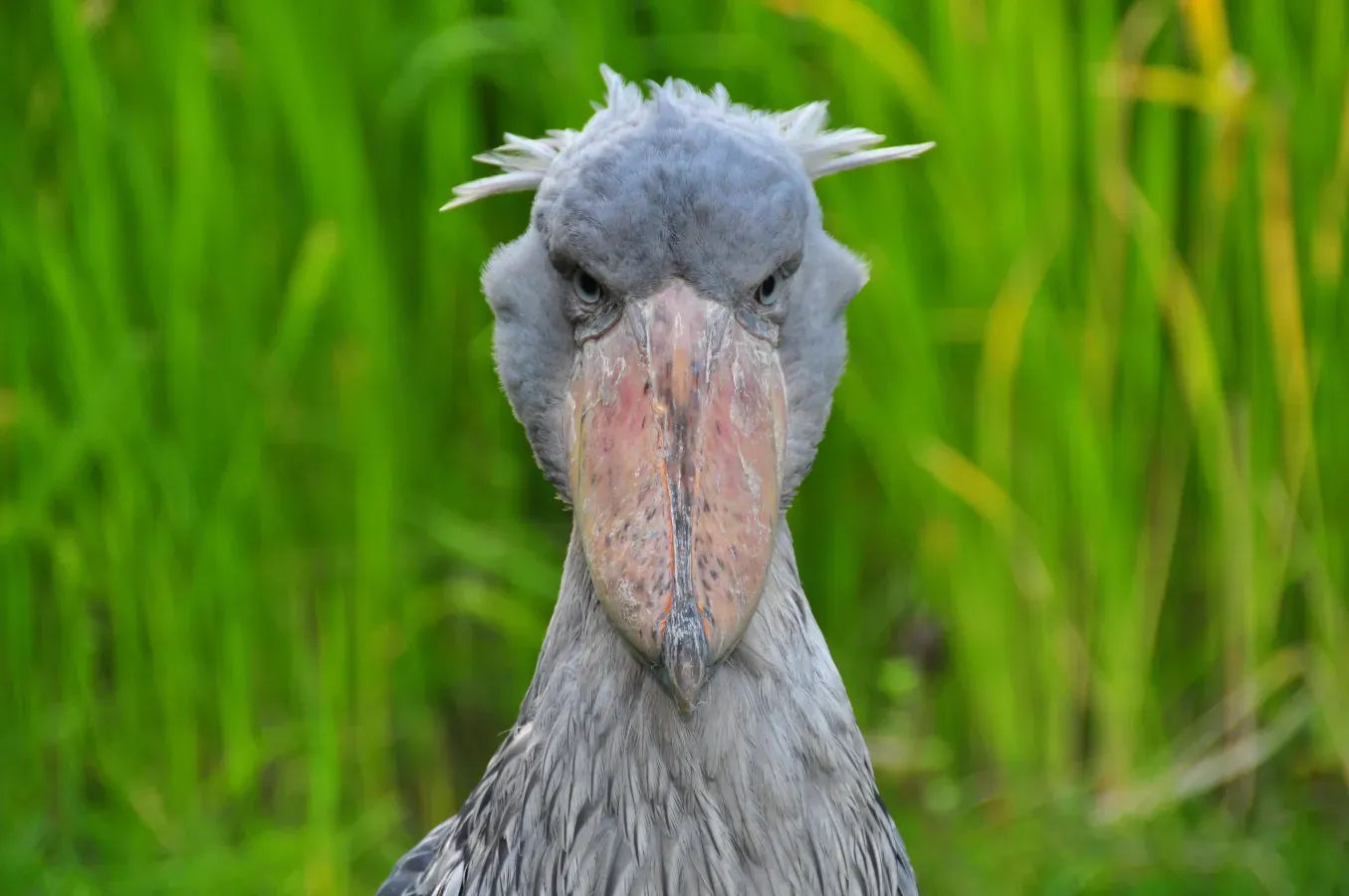 File:Balaeniceps rex (Schuhschnabel - Shoebill) - Weltvogelpark Walsrode 2010-10.jpg