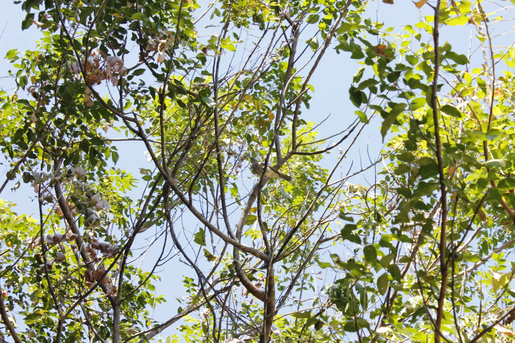 File:Kimberly Honeyeater (Meliphaga fordiana).jpg