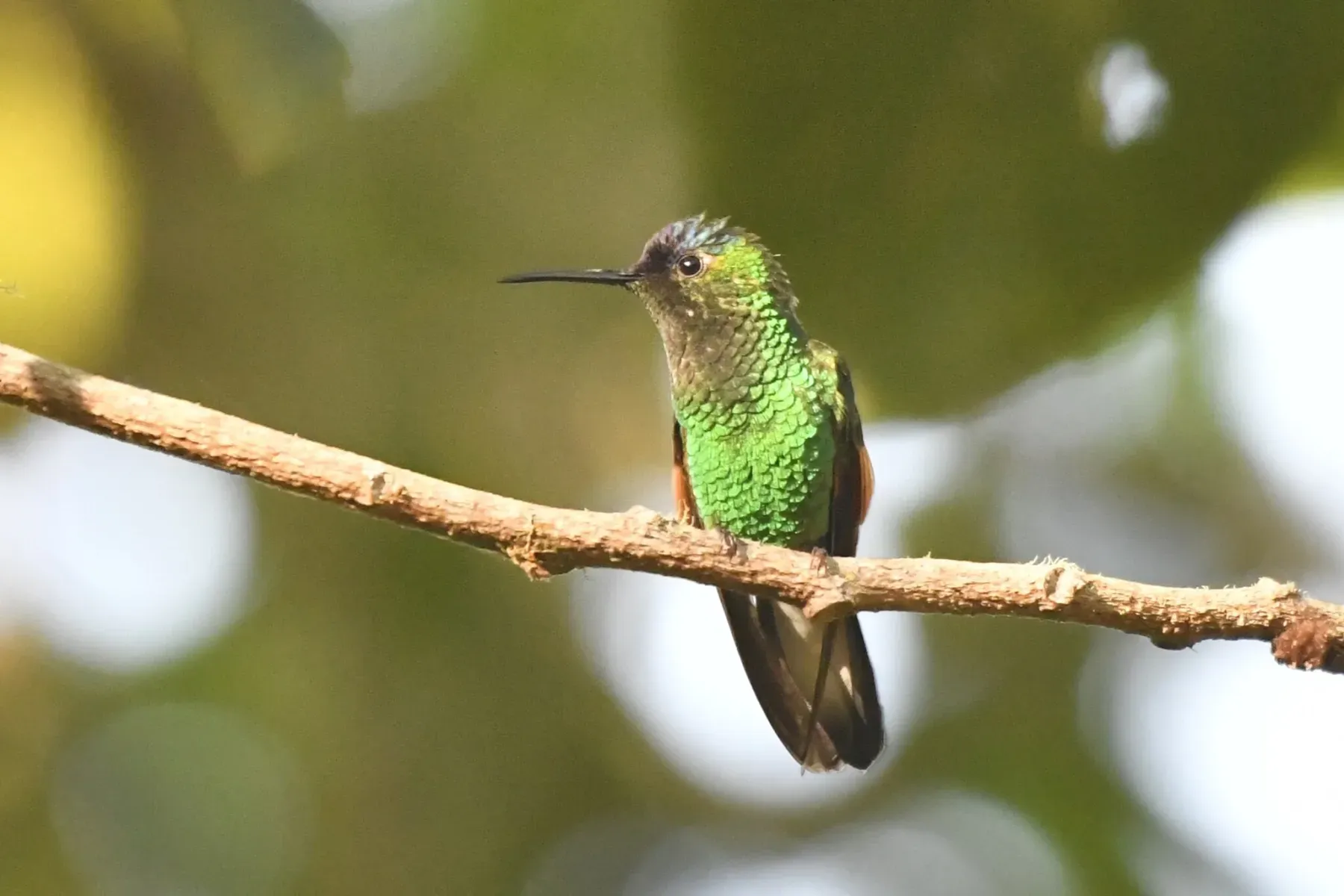 File:Eupherusa cyanophrys - Zac Peterson - 610326772.jpeg