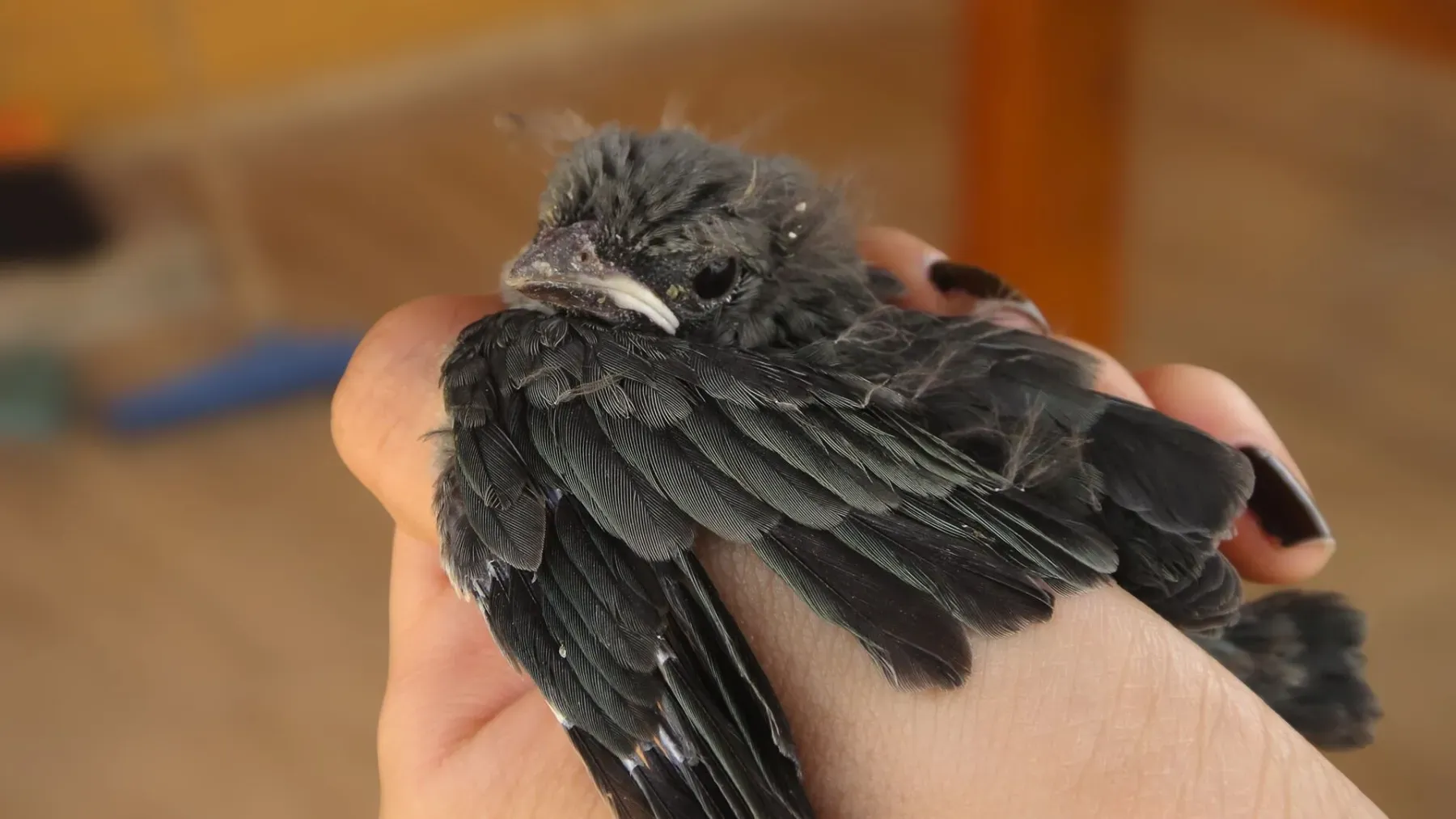 File:Filhote de andorinhão-do-temporal (Chaetura meridionalis).jpg