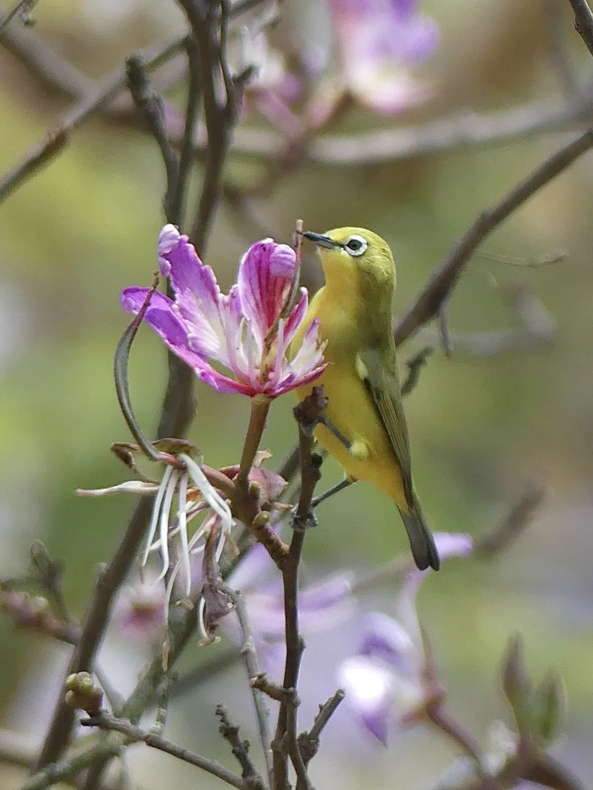 File:Zosterops flavilateralis - bukoba steve - 247327063.jpeg