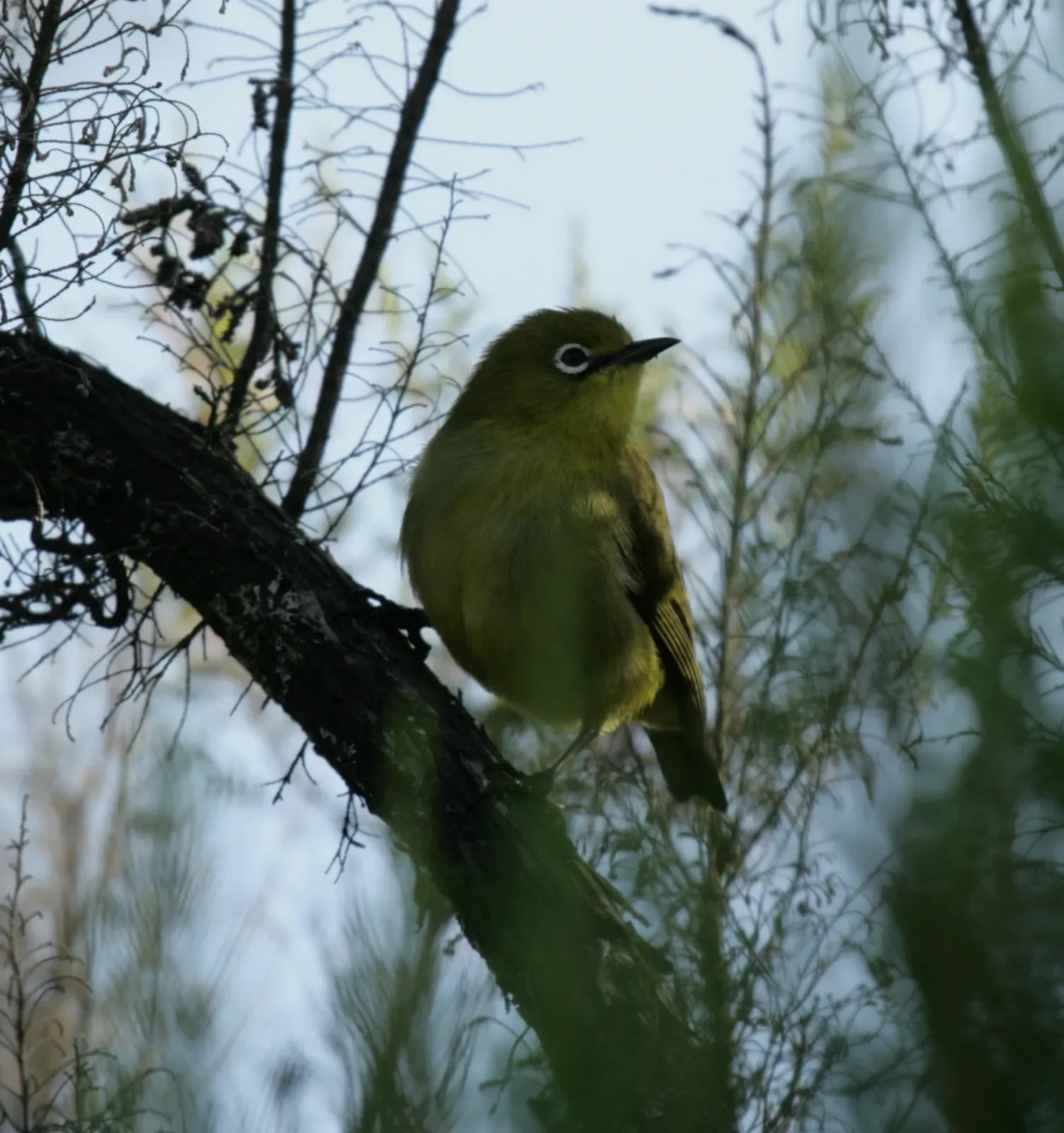 File:Zosterops mouroniensis - Mikael Bauer - 62104094.jpeg