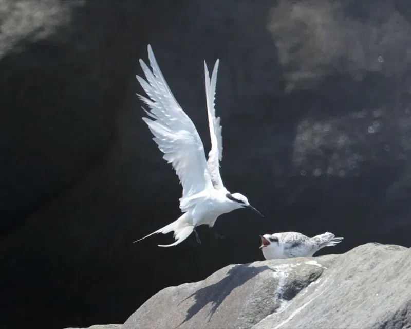 File:Black-naped Tern (Sterna sumatrana).jpg