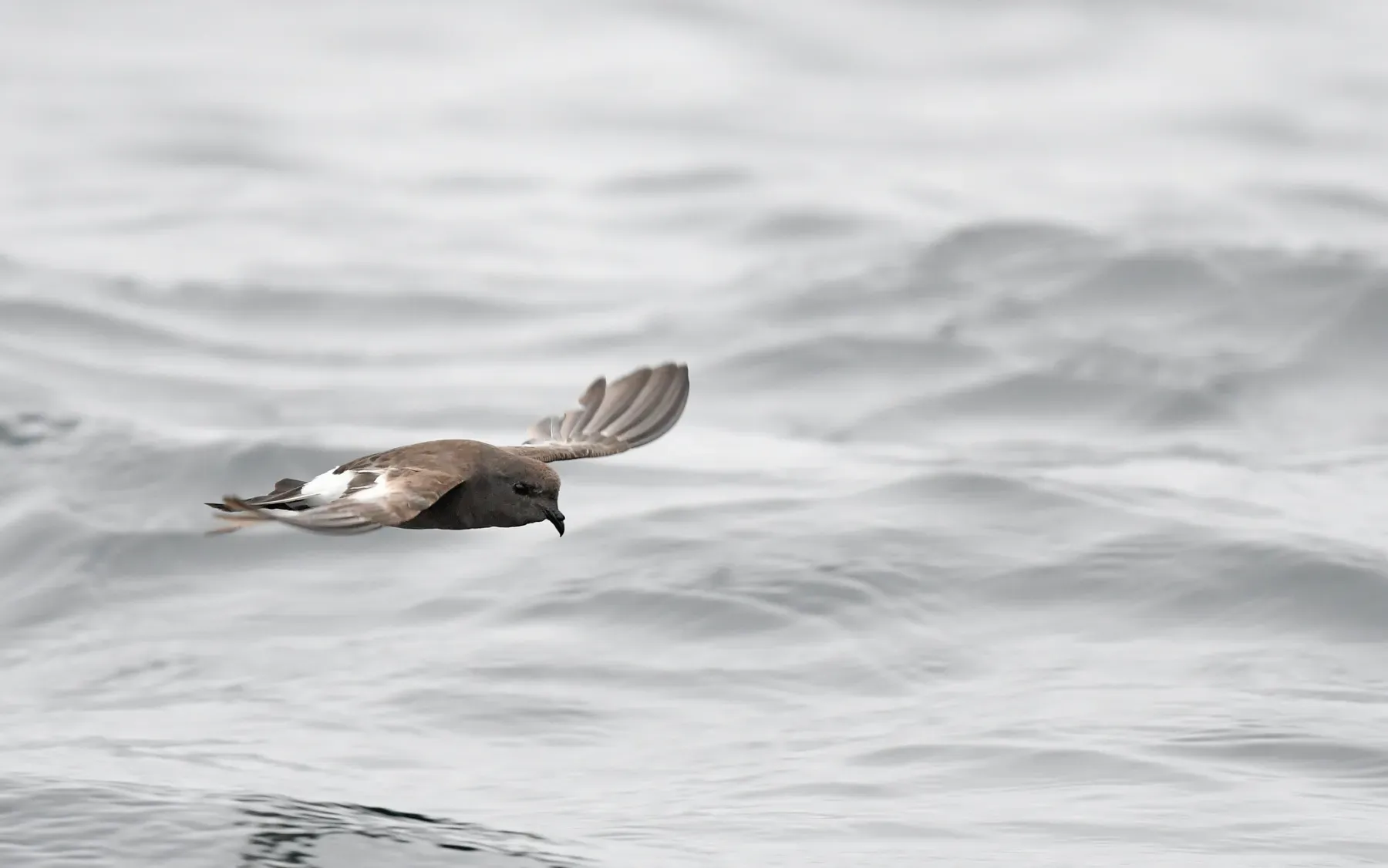 File:Oceanites pincoyae - Christoph Moning - 365968844.jpeg