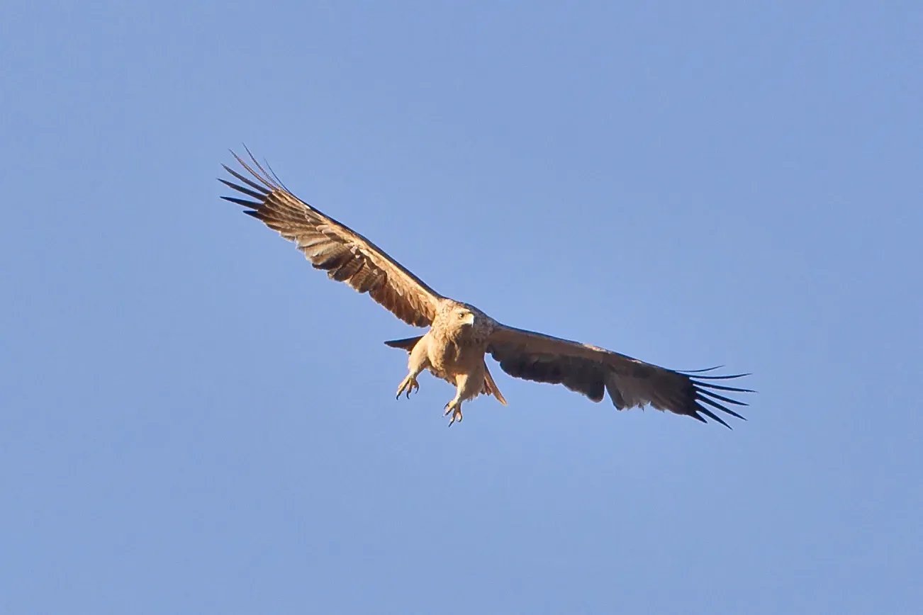 File:Aquila adalberti, La Cañada.jpg