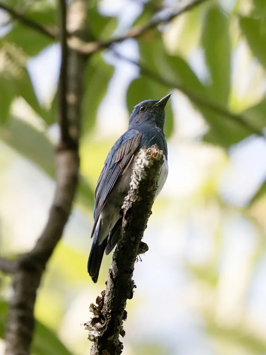 File:Cyanoptila cumatilis, Pingwu, Sichuan, China 1.jpg
