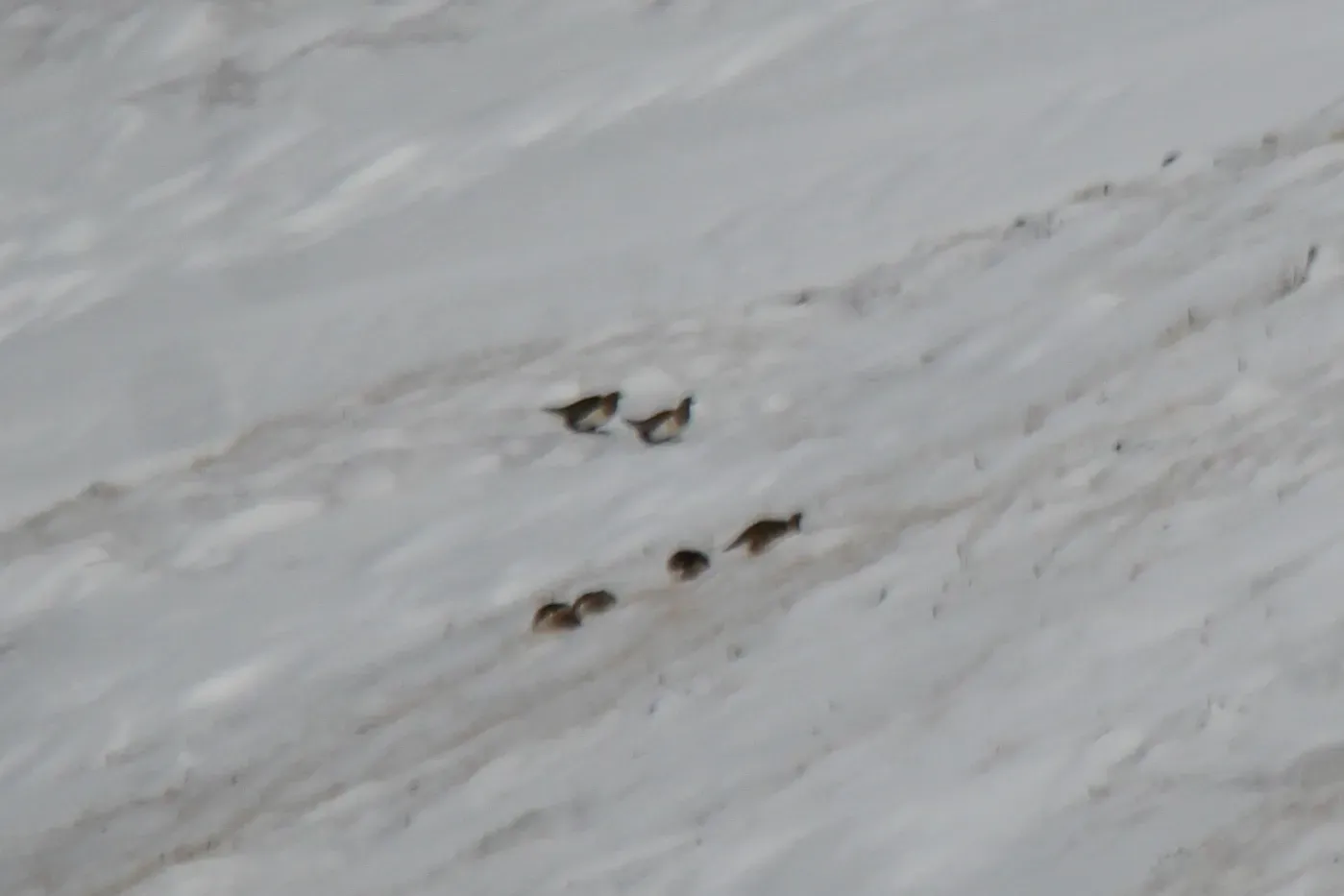 File:Tetraogallus altaicus - Andrew Bazdyrev - 335183633.jpeg