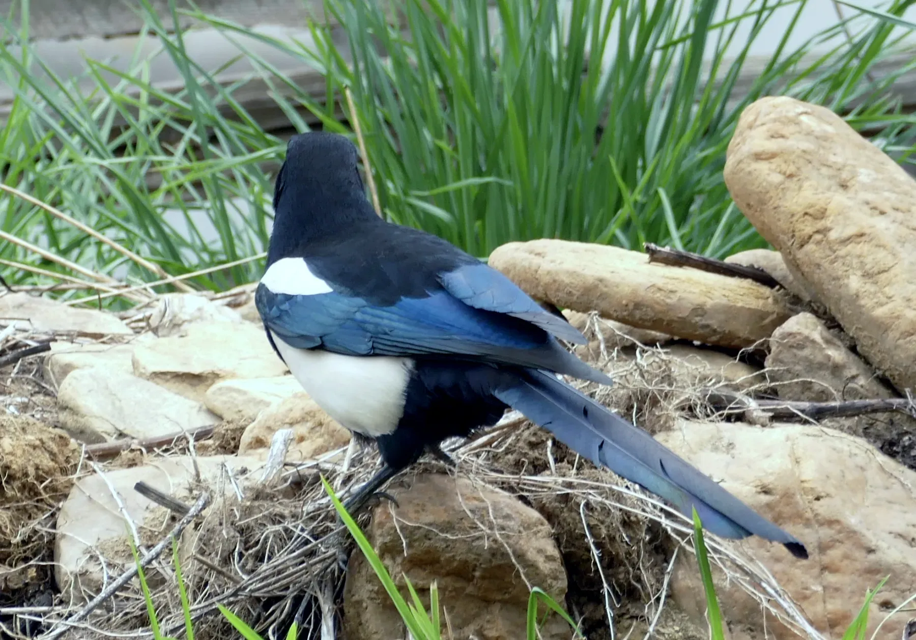 File:Black-rumped Magpie (Pica bottanensis), Bumthang, Bhutan 01.jpg