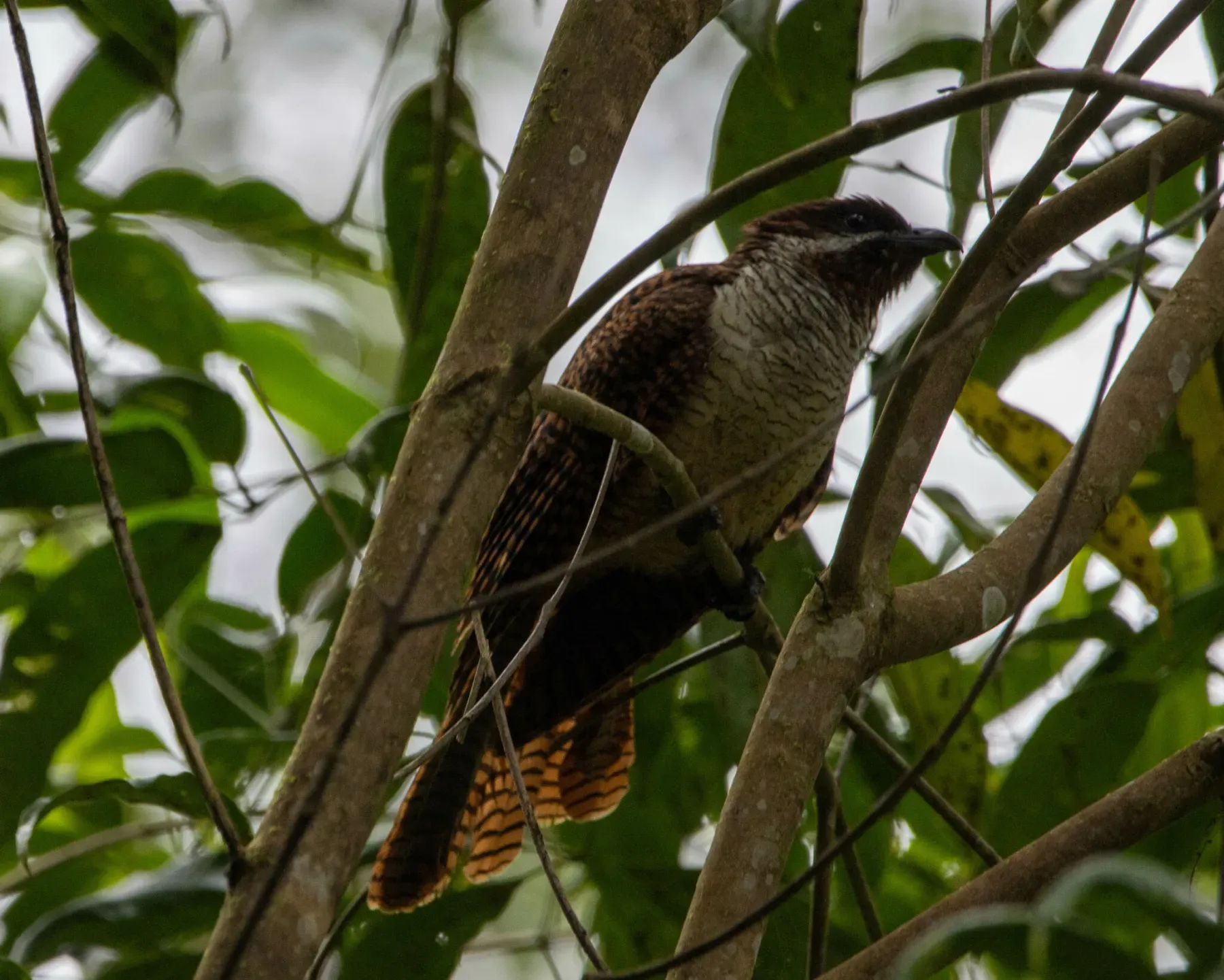 File:Eudynamys melanorhynchus - Jesse Long - 410176448.jpeg