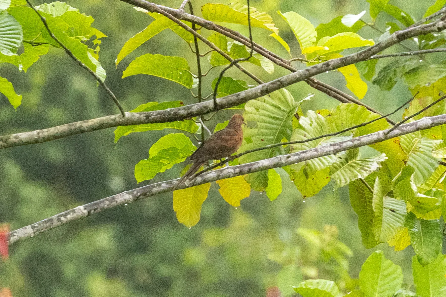 File:Macropygia modiglianii - CaracalShan - 606421483.jpeg