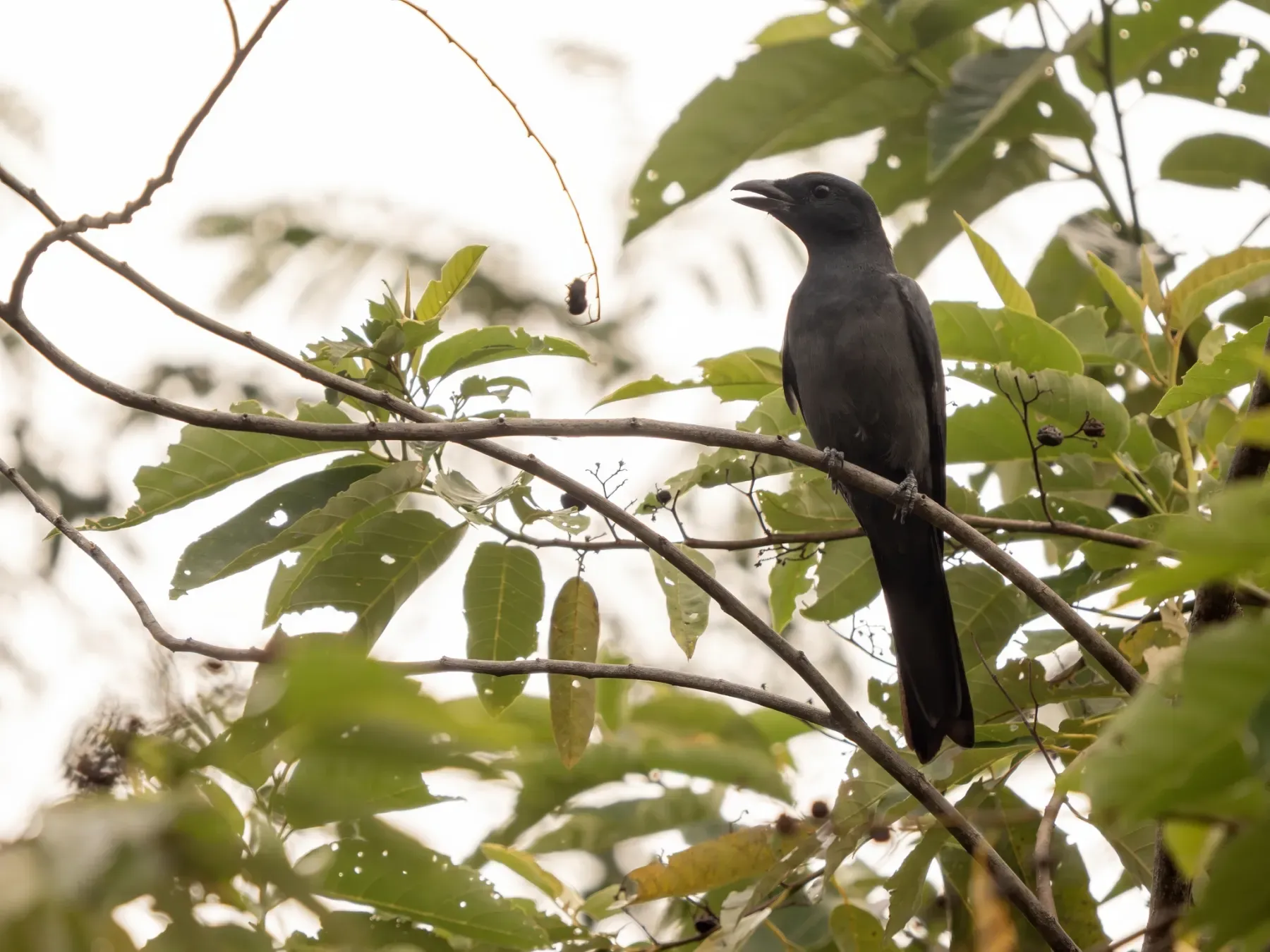 File:Coracina schistacea 583509206.jpg