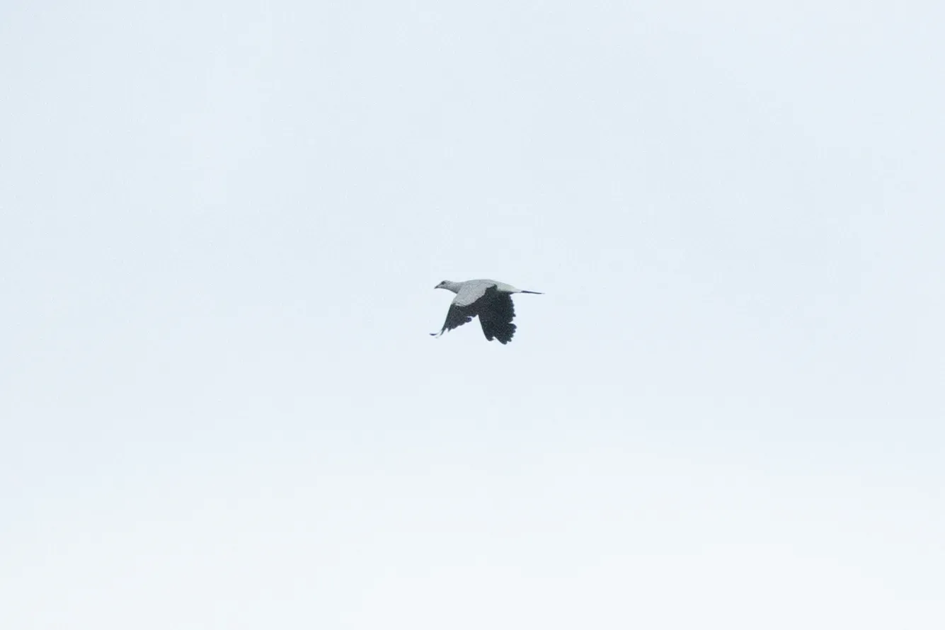 File:Columba argentina - CaracalShan - 606444539.jpeg