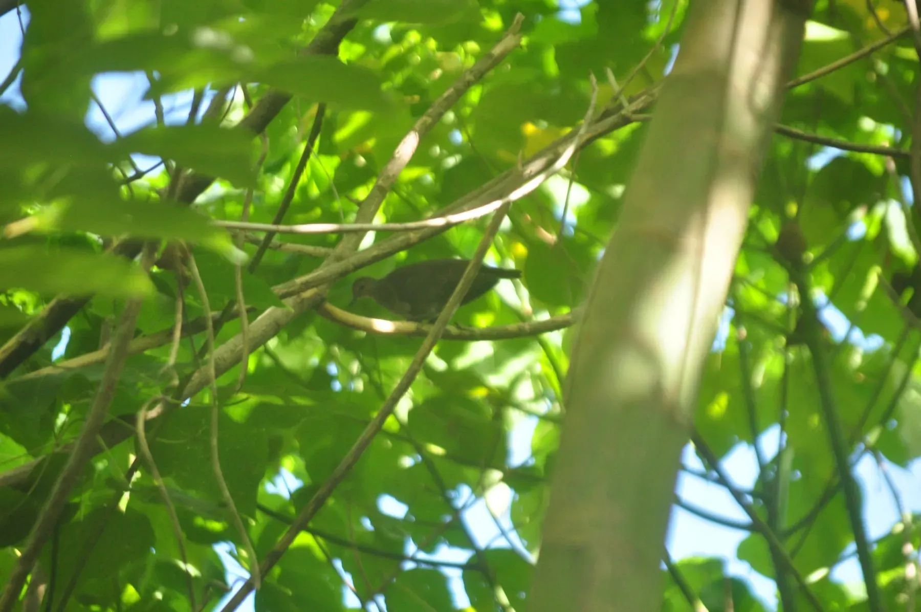 File:Pampusana stairi - Ben Hayden - 28128184.jpeg