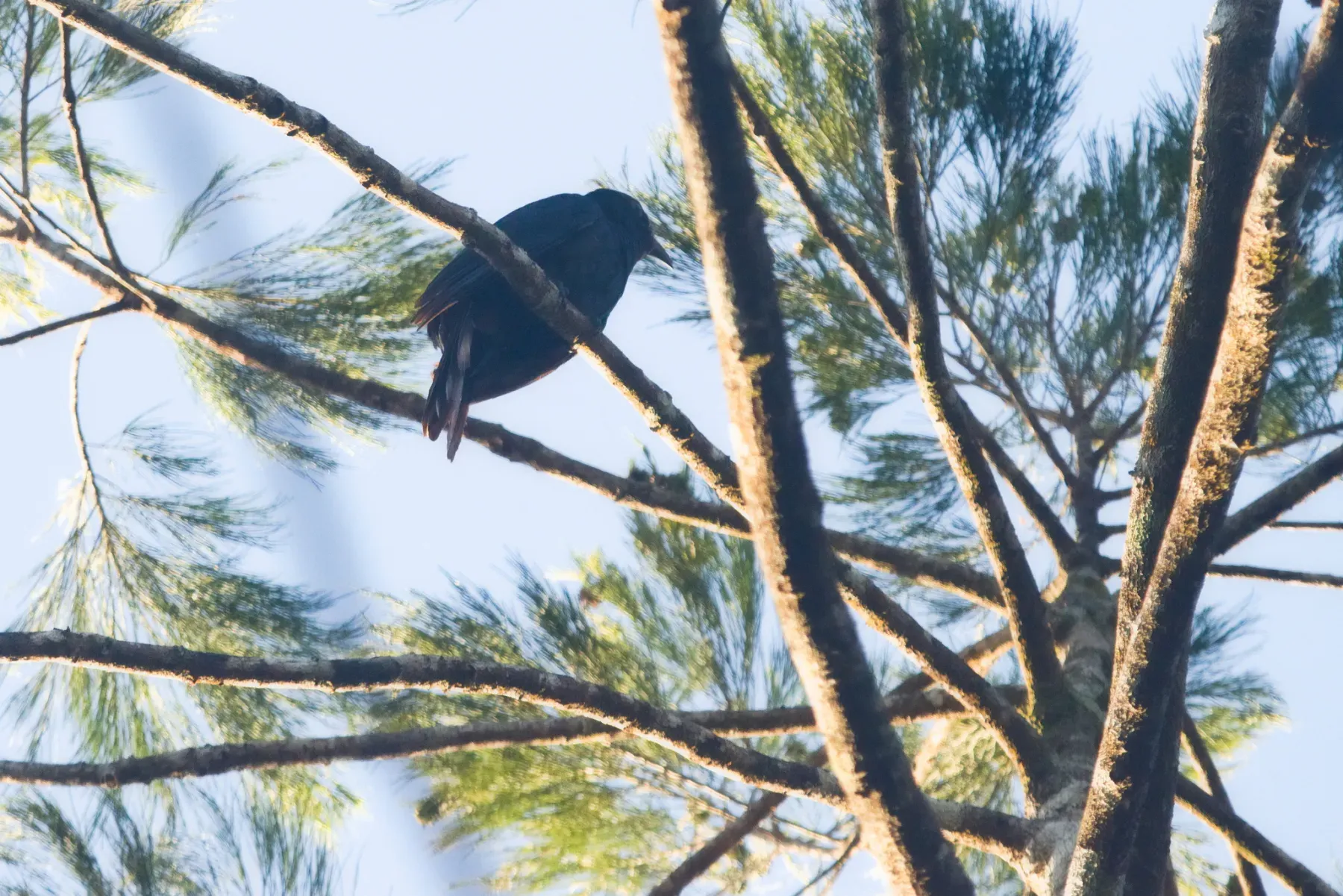 File:Caliechthrus leucolophus - Lisa James - 337054785.jpeg