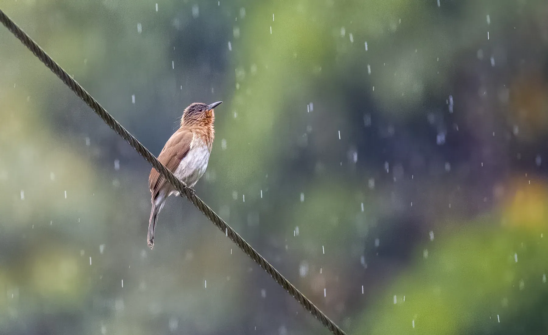 File:Hypsipetes philippinus - Forest Botial-Jarvis - 261837301.jpeg