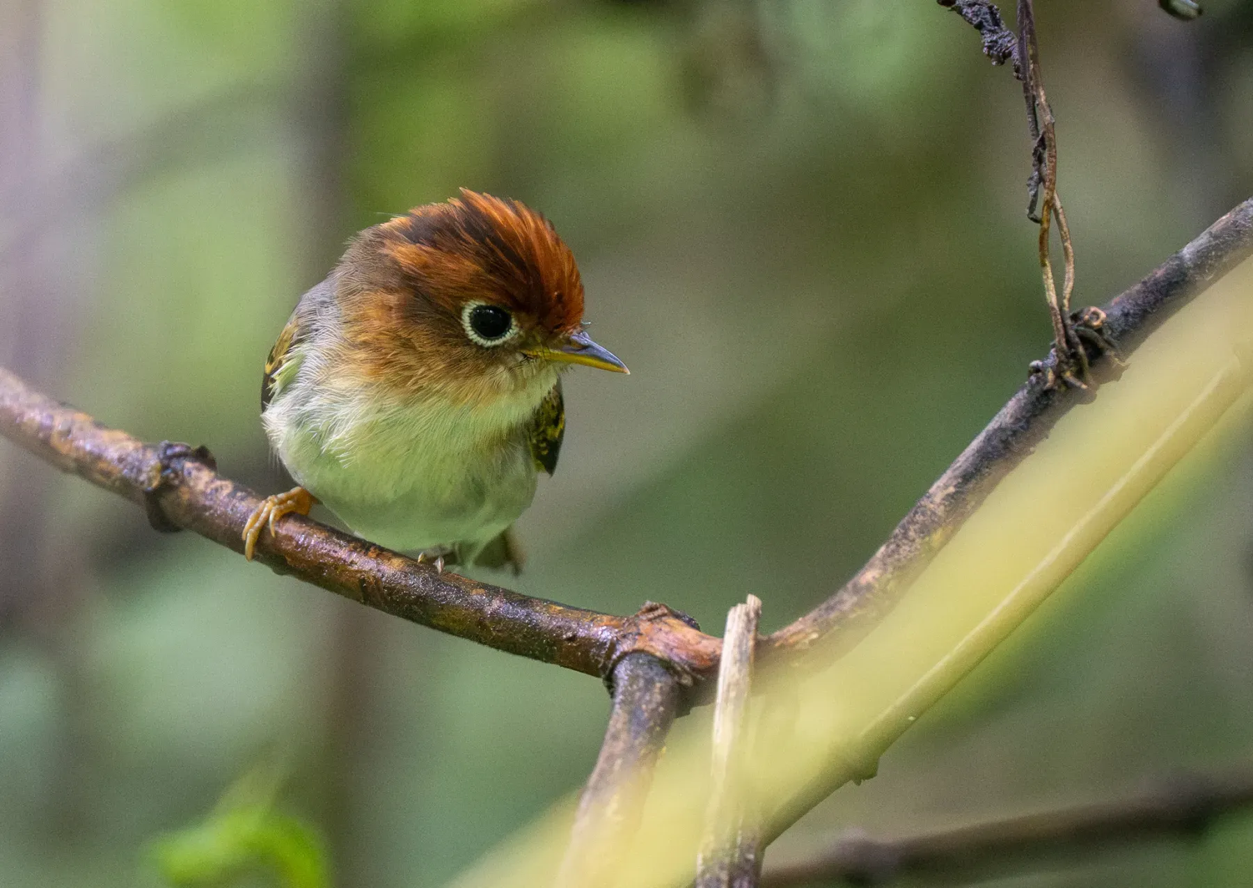 File:Phylloscopus grammiceps grammiceps - Forest Botial-Jarvis - 413011880.jpeg