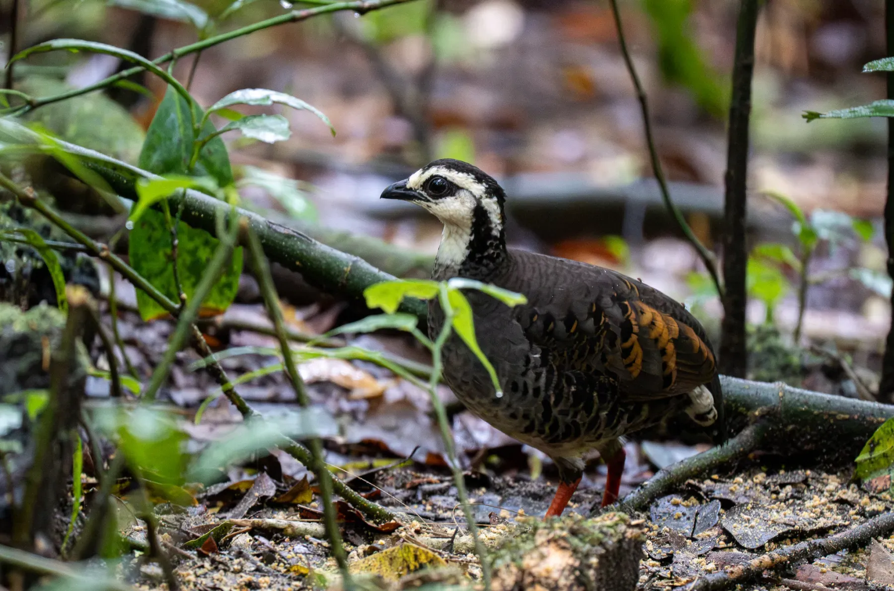 File:Arborophila orientalis - Forest Botial-Jarvis - 288323290.jpeg