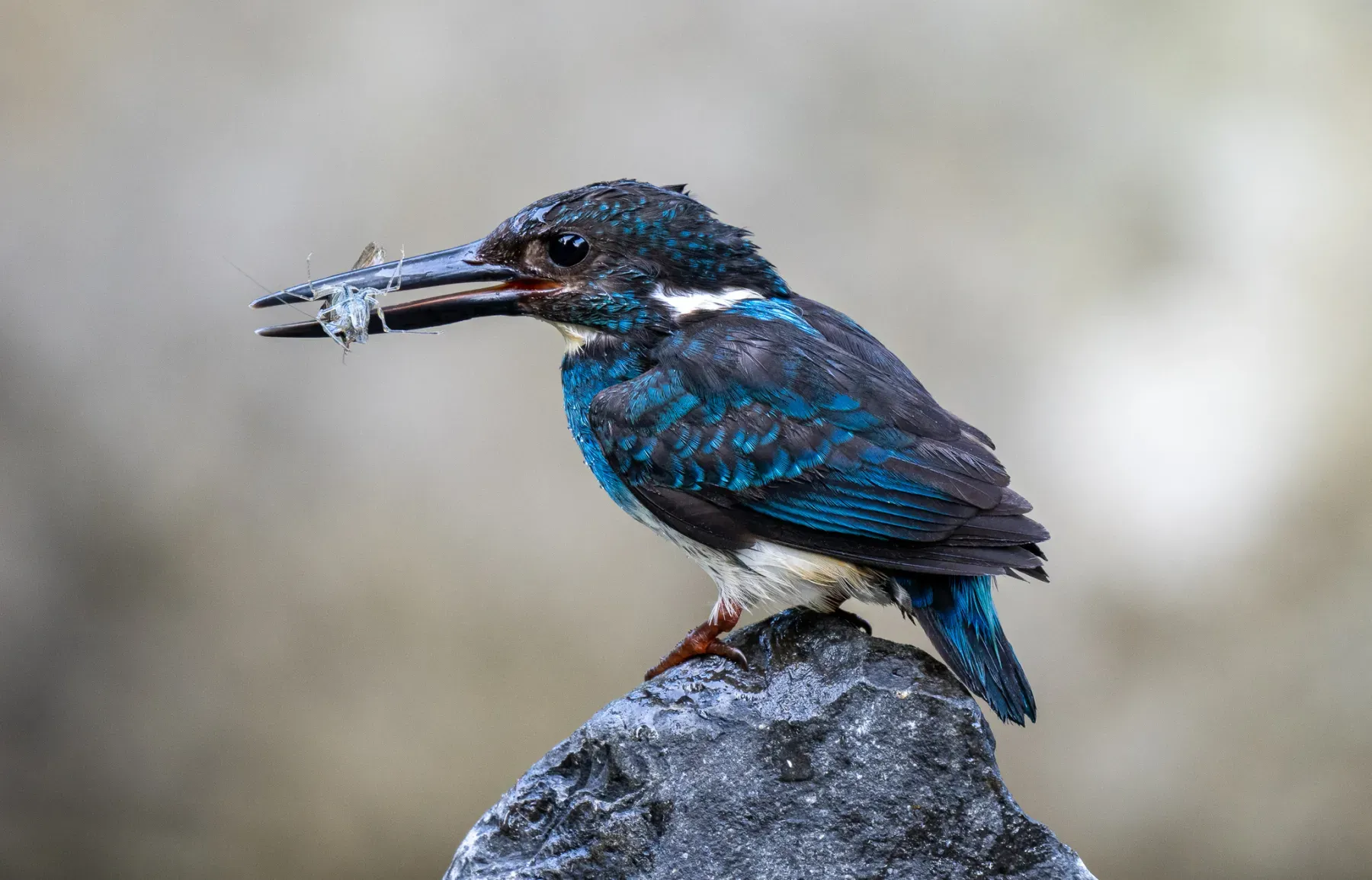 File:Alcedo euryzona - Forest Botial-Jarvis - 309996978.jpeg