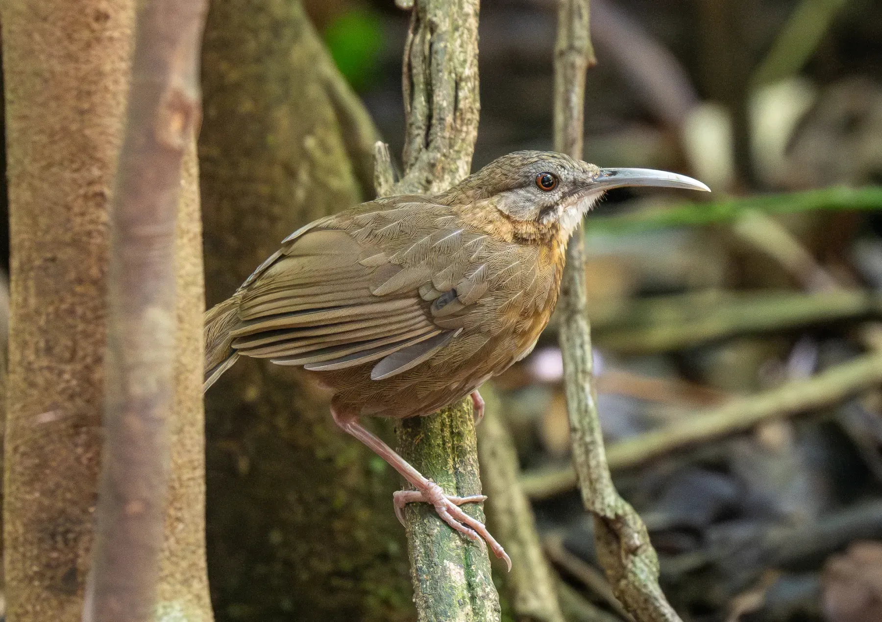 File:Napothera danjoui - Forest Botial-Jarvis - 385764596.jpeg