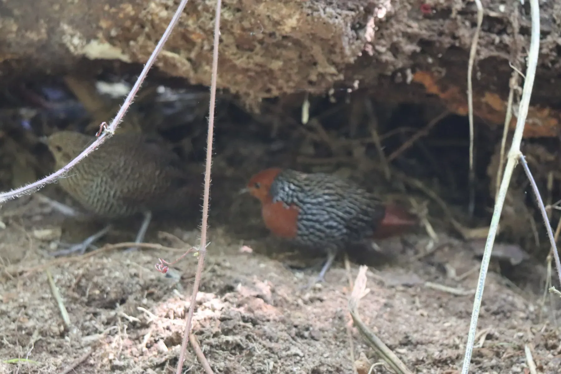 File:Sarothrura insularis - amantedarmanin - 338204327.jpeg