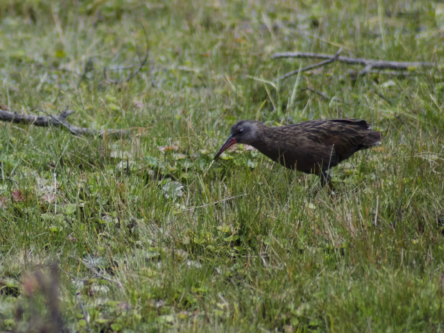 File:Rallus aequatorialis aequatorialis - sandy-espinozaf - 49602138.jpeg