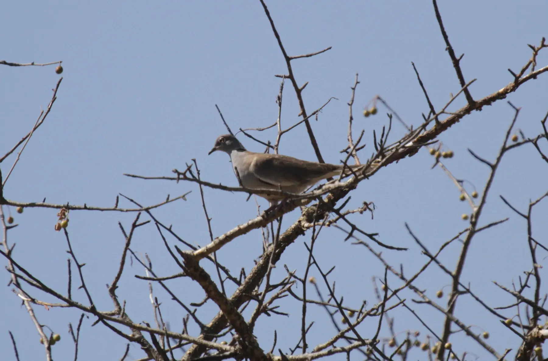 File:Streptopelia reichenowi - Mikael Bauer - 28301489.jpeg