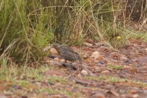 File:Turnix hottentottus - Chris Oldnall - 468249837.jpeg