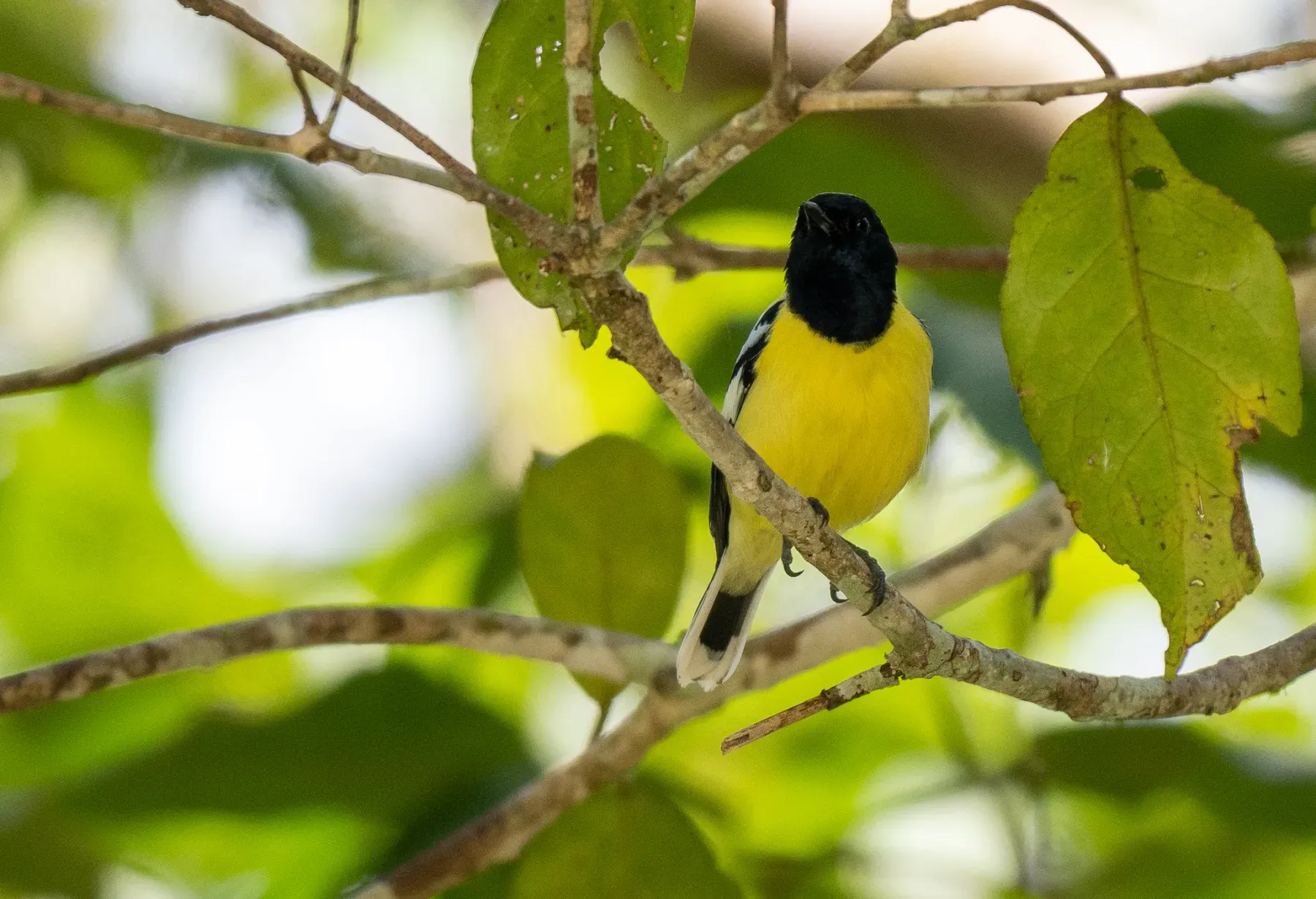 File:Periparus amabilis - Forest Botial-Jarvis - 276470859.jpeg