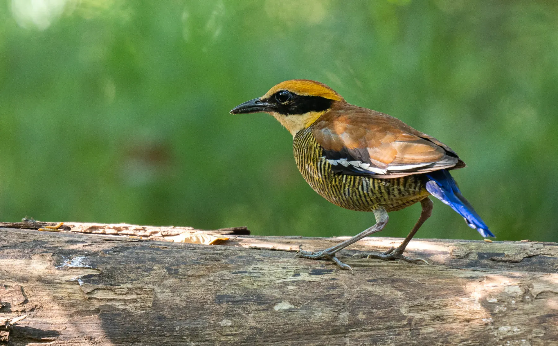 File:Hydrornis guajanus - Forest Botial-Jarvis - 279212693.jpeg