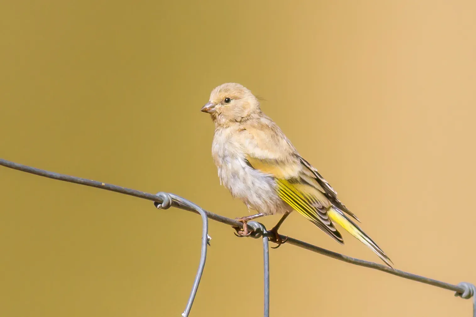 File:Syrian Serin (Serinus syriacus) in Israel.jpg