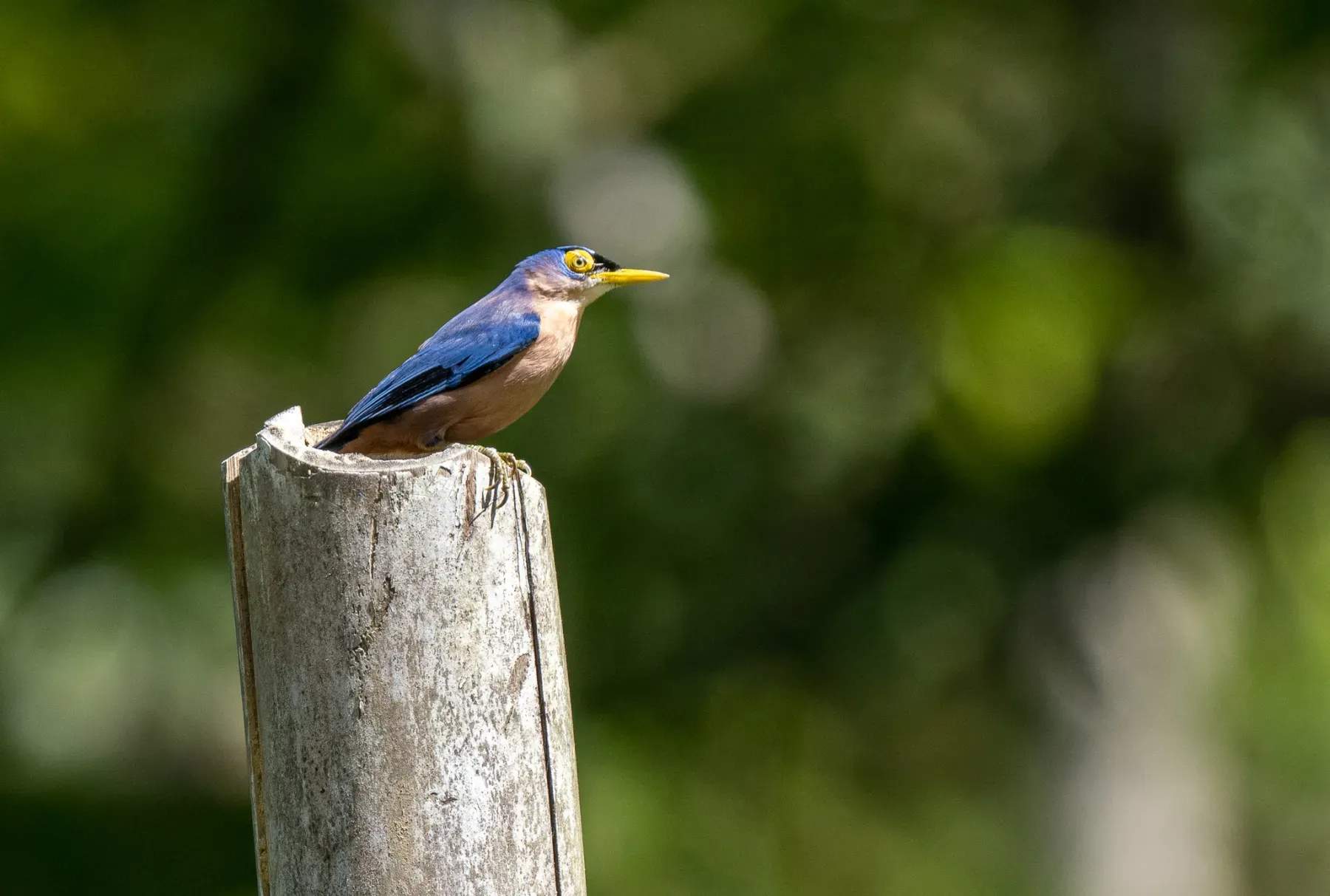 File:Sitta oenochlamys - Forest Botial-Jarvis - 302395844.jpeg