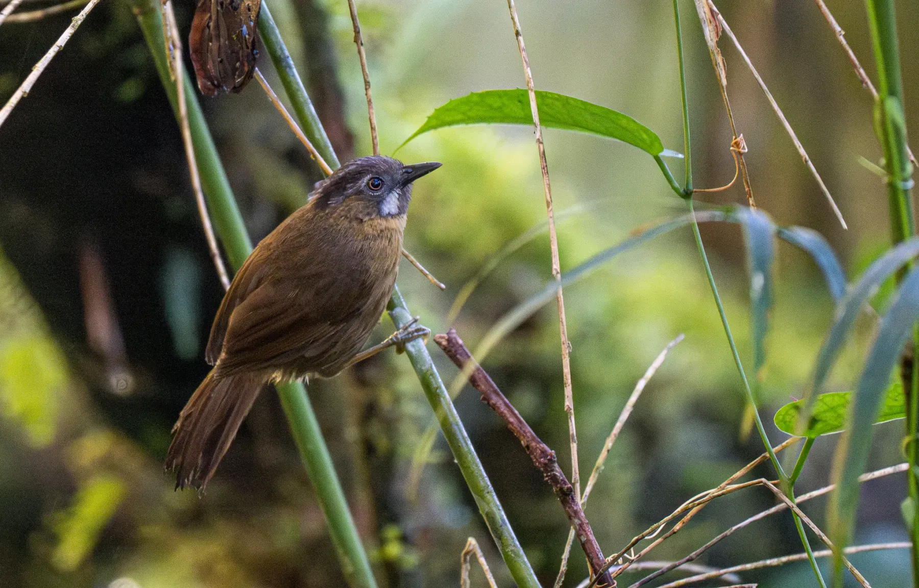 File:Stachyris nigriceps - Forest Botial-Jarvis - 296278415.jpeg