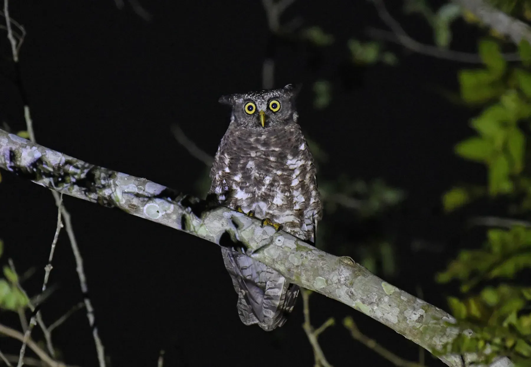 File:Akun Eagle-Owl (Ketupa leucosticta) in Ghana.jpg