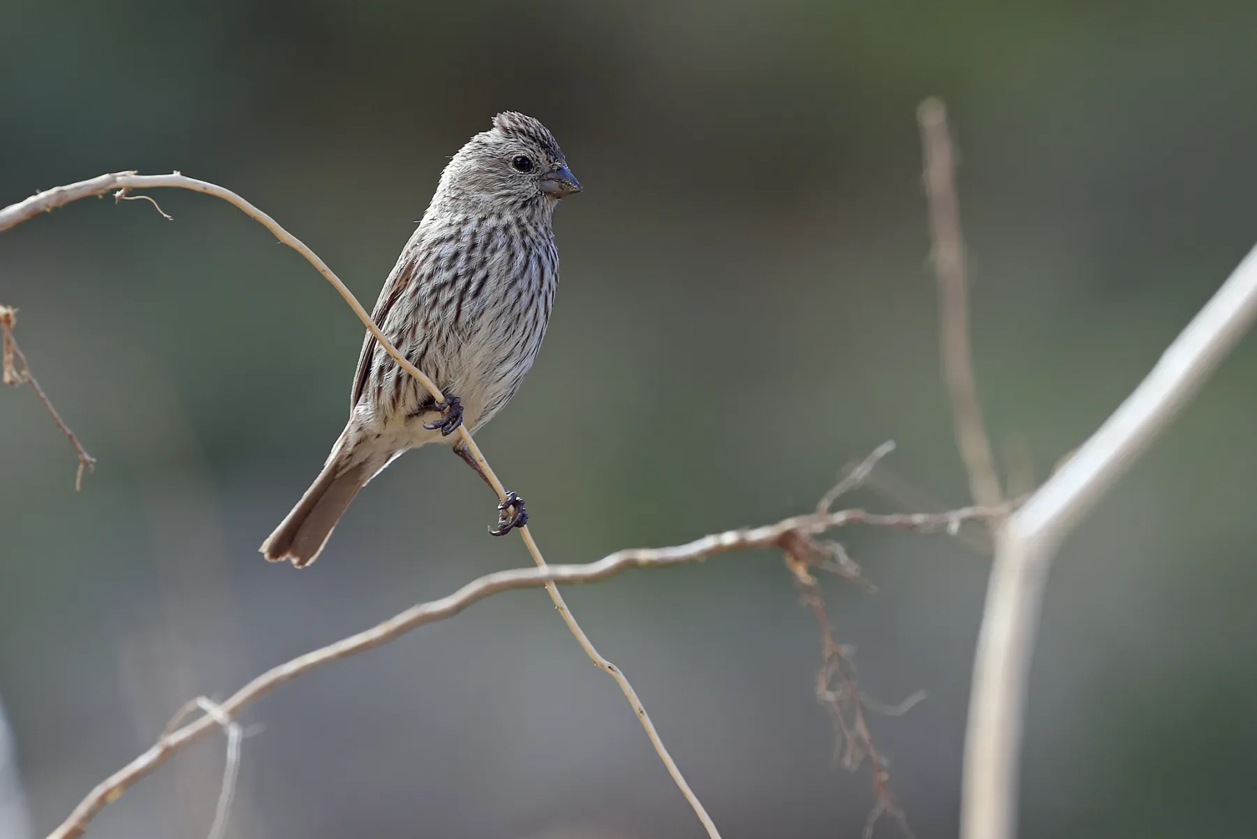 File:Pink-rumped Rosefinch (Carpodacus waltoni) female in China.jpg